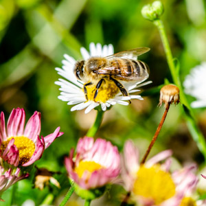 Bee Macro - daisy